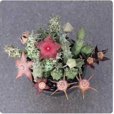 Image result for Duvalia