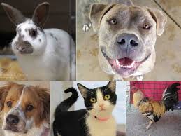 Click on any animal to view their complete profile and access our adoption application. San Diego Community News Group Help Clear The Shelters San Diego County Waives Adoption Fees July 23
