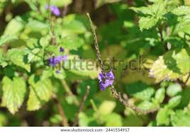 Image result for Stachytarpheta cayennensis