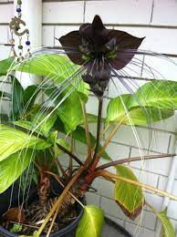Jeanette Maynes Blog Check Out My Bat Flowers Whiskas Orchid Plants Cool Plants Bat Flower