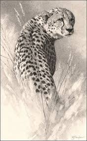 Kevin Hayler Pencil Drawings Of Animals Cheetah Drawing Big Cats Art