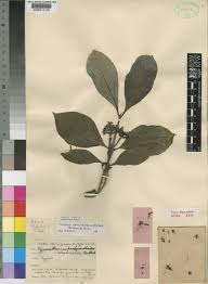 Image result for Multidentia concrescens