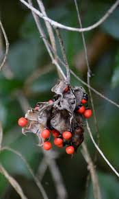 Image result for Teramnus uncinatus