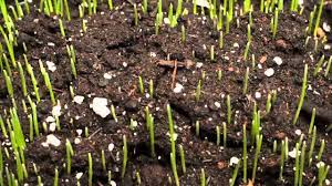 Time Lapse Of Grass Growing Youtube Growing Grass Grass Growing