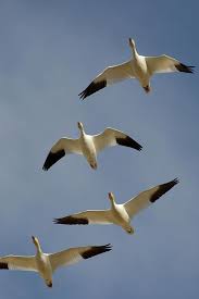 One day high above the horizon appears the familiar shape of the great white bird. 21 The Snow Goose Ideas Snow Goose Goose Snow