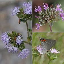 Image result for Elephantopus