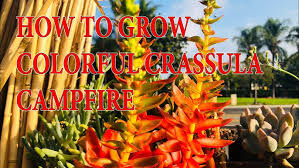 Image result for Crassula capitella