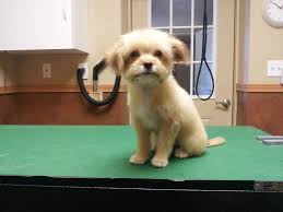 When trimming the hair on your dog's body, cut in the direction the hair is growing for best results. Pin On Dog Grooming By Kristen