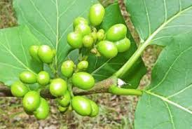 Image result for Afrocanthium lactescens