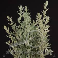 We did not find results for: Artemisia Silver King Online Flower Search