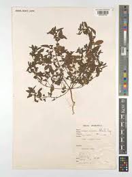 Image result for Acalypha segetalis