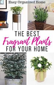 Check out our indoor house plants selection for the very best in unique or custom, handmade pieces from our house plants shops. Pin On House Plants