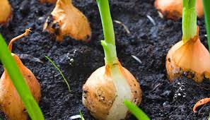 Generell gibt es zwei zeitpunkte im jahr, an denen man knoblauch pflanzen kann: Steckzwiebeln Setzen Ab Marz Im Garten Statt Samen Pflanzen