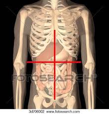 The division into four quadrants allows the localisation of pain and tenderness, scars, lumps, and other items of interest. Quadrants The Abdomen Is Divided Into Right Upper And Lower And Left Upper And Lower Quadrants By A Horizontal And A Vertical Line Intersecting At The Umbilicus Drawing 3d706002 Fotosearch