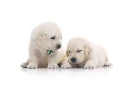 Välj mellan premium puppies white background av högsta kvalitet. Two Small Cute Golden Retriever Puppy On White Background Desired Puppy Dog Pets Cute Puppies Puppies Cute Puppy Pictures