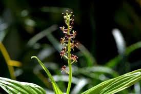 Image result for Liparis nervosa