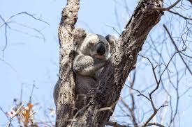 It feels like it might be slightly absorbent. 30 Awesome Things To Do On Magnetic Island 2021 Jonny Melon
