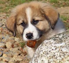 Great pyrenees puppies $300 (hts > ironton) pic hide this posting restore restore this posting. Australian Shepherd Great Pyrenees Mix Puppy Mixed Breed Dogs Dog Friends Puppy Breeds