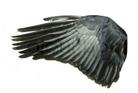 Stock Bild Von Vogel Flugel Vogelflugel Bilder Flugel