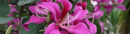 Image result for Bauhinia macrantha