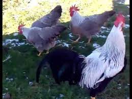Check spelling or type a new query. Silver Leghorns Silver Leghorn Chickens Youtube