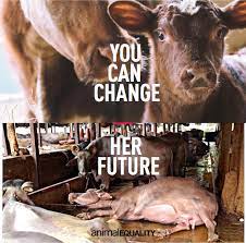 The Average Lifespan Of A Cow Or Animal Equality India Facebook