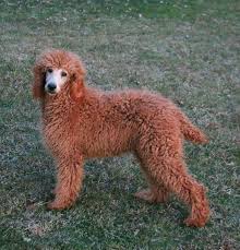 Poodle (standard) information including personality, history, grooming, pictures, videos, and the akc breed standard. Standard Poodle Puppies For 500 The Y Guide