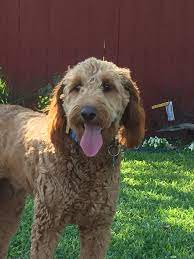 Adopt a rescue dog through petcurious. Pets For Adoption At Idog Rescue Inc In Houston Tx Petfinder