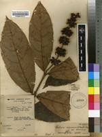 Image result for Bertiera