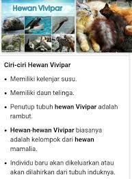Jadi hewan vivipar adalah kelompok hewan yang melahirkan. Sebutkan Ciri Ciri Hewan Vivipar Brainly Co Id