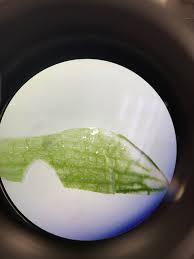 Humilis, aloe suberekta, aloe subtuberculata, aloe tuberculata, aloe verrucosospinosa, aloe aloe humilis düşük büyüyen bir sukulent formları 10 veya daha fazla, sapsız veya çok rozetler kısa saplı kümelerini yoğun söyledi. Haworthia Cuspidata Star Window Plant Ust Greenhouse Project