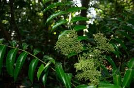 Image result for Zanthoxylum usambarense