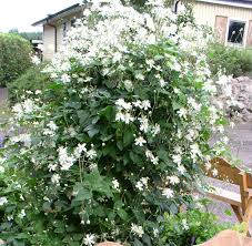 Clematis paul farges summer snow. Clematis Vitalba Paul Farges Google Sok Clematide Piante Rampicanti Piante Rampicanti Fiorite