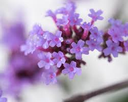 Experthjälp i butik & online. Eisenkraut Lollipop Verbena Bonariensis Lollipop Gunstig Online Kaufen