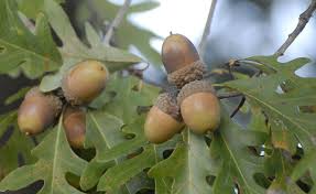 Maybe you would like to learn more about one of these? Understanding And Planting Oak Trees Mossy Oak Properties Of Texas