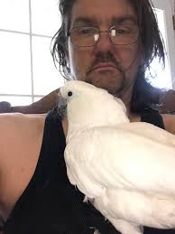 Where to find African Grey parrots for adoption in Summerville, South  Carolina?