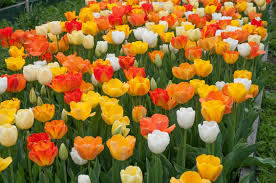 Busca restaurantes de peoria/east peoria en la zona de centro de illinois y otros. Planting Bulbs In Fall Results In A Stunning Spring Show Entertainment Life East Peoria Times Courier East Peoria Il East Peoria Il