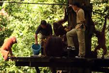 #9 of 131 outdoor activities in langkawi. Flora And Fauna In Malaysia Wonderful Malaysia