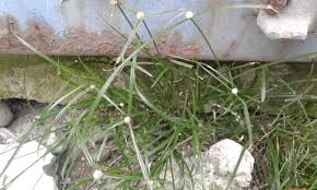 Image result for Kyllinga erecta