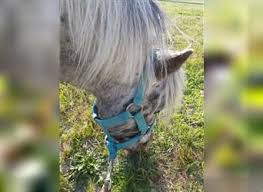 So what is the cost of a miniature horse? American Miniature Horse For Sale Ehorses Com