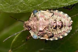 Image result for Pentarhopalopilia umbellulata