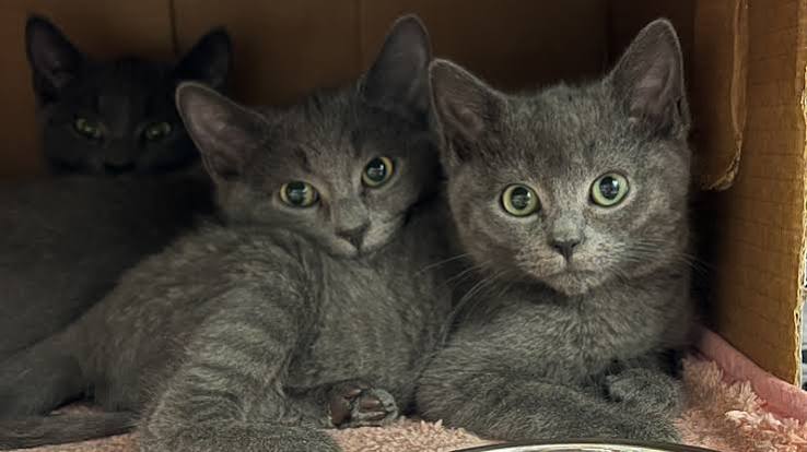 Community cat supported through TNR