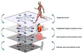 Fables, short stories, english talks, ebooks. Frontiers Network Physiology Of Exercise Vision And Perspectives Physiology