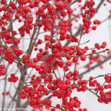 Berry Poppins Winterberry Ilex Verticillata Winter Garden Winterberry Holly Small White Flowers