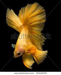 Siamese Fighting Fish Isolated On Black Background Stock Photo Betta Fish Betta Fish Types Betta