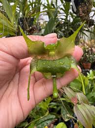 Image result for Aeranthes africana