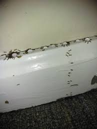 Home > enough records > fried moura > small trips in the city o… > my ants on my room. Ant Invasion Album On Imgur