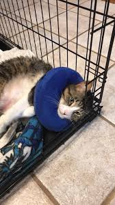 An elizabethan collar is a protective device often used after surgeries. Alternatives To The Cone Of Shame For Cats Animal Hospital Of Sussex County