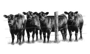 Registered Black Angus Of Lee County Clipart Cow Art Cow Pictures Cattle