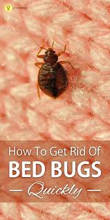 How To Get Rid Of Bed Bugs Rid Of Bed Bugs Bed Bug Bites Bed Bugs